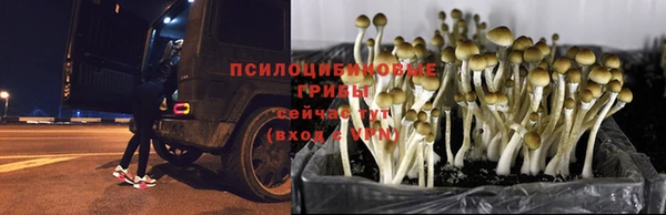 spice Алзамай